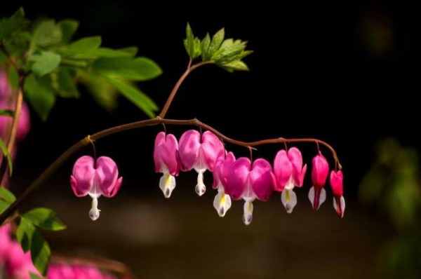 1550019725879095872.jpg 1二分公司 生機 單 晨 攝.jpg